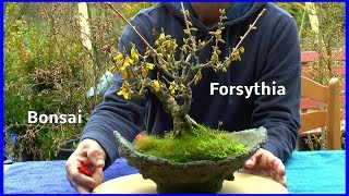 Bonsai die Entwicklung der Forsythien sie blühen wunderschön [upl. by Esdnil]