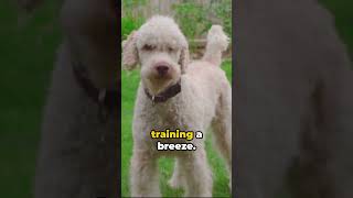 Labradoodles 101 lowdown everything YOU NEED TO KNOW [upl. by Nannarb453]