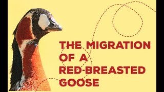 The Migration of a RedBreasted Goose [upl. by Anaela]