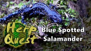 Blue Spotted Salamander  Herp Quest 1 Herpetology Education [upl. by Sillihp808]