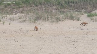 Foxes on the beach Wildlife expert explains red fox kits at Ocean View [upl. by Luna]