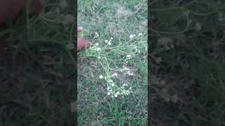 Parthenium Botanydigital05 Biologymcqs biology9th cr7 MrAcademy4888 Mrbeast [upl. by Cuda12]