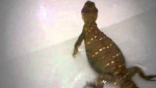 red ocellated uromastyx Billie and Ben having a bath [upl. by Lehcor559]