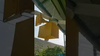 thunderbolt siren 1000t on a ceiling fan fanbolt test [upl. by Emirej168]