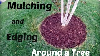 Lawn Update 32  How To Mulch and Edge Around A Tree [upl. by Sokin]