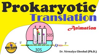 Prokaryotic Translation Protein synthesis in bacteria animation [upl. by Acissej465]