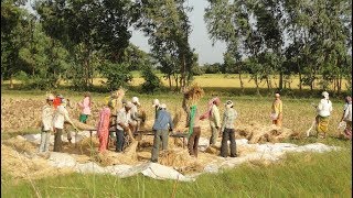 How Rice is Dehusked by Hand Threshing in 35° to 40° heat in an Indian Village Navsari Gujarat India [upl. by Tavi]