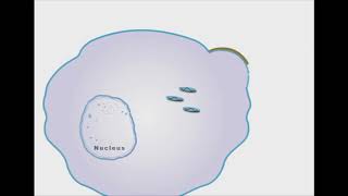 Oseltamivir And Zanamivir antiviral animation [upl. by Ardnik]