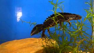 Triturus cristatus [upl. by Rasure]