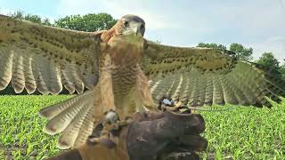 Geranoaetus polyosomafantastic falconry birds [upl. by Asare]