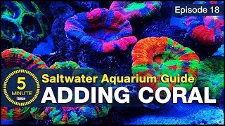 Top LPS and soft corals that make a tank POP Adding simple beginner corals [upl. by Siffre]