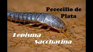 Lepisma Saccharina Pececillo de Plata [upl. by Zumwalt]