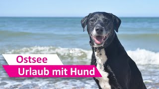 Urlaub mit Hund 🐶 Hundestrand Nienhagen an der Ostsee ♥ [upl. by Morita]