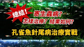 孔雀魚針尾病治療實戰總結！針尾病是寄生蟲病嗎？如何治療？ [upl. by Aid]