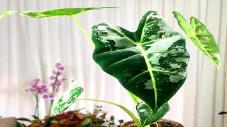 🙋ALOCASIA FRYDEK VARIEGATA SUS CUIDADOS👍🏻🌹☘️🌼🪴🌿💐👏🏻👏🏻👏🏻👏🏻👏🏻👏🏻👏🏻👏🏻 [upl. by Garfield]