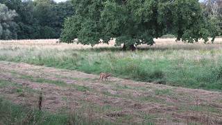 Kurzansitz im Sommer auf einer Waldwiese  Jagdkrone [upl. by Ridinger]