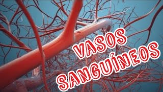 Sistema Cardiovascular  Vasos Sanguíneos [upl. by Navillus]