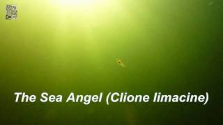 Sea Angel Clione limacina [upl. by Demaggio]