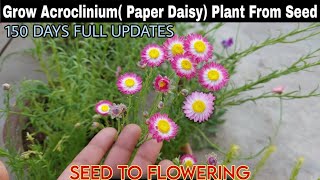 Grow AcrocliniumPaper DaisyPlant At HomeSEED TO FLOWERINGबीज से एक्रोक्लिनियम का पौधा उगाएं [upl. by Celestine]