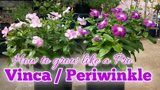 Growing Vinca  Periwinkle in a Container  Hybrid Vinca Plant Care [upl. by Bergmann777]