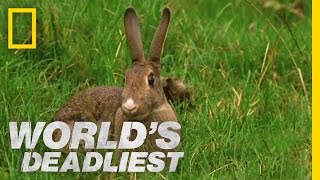 Stoat Hypnotizes Rabbit  Worlds Deadliest [upl. by Koball]