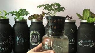 Easy DIY Beginner Hydroponic Kratky System [upl. by Silvan]