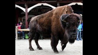 Pullmancity 2018  American History Show  Auge in Auge mit dem Bison [upl. by Eniawd229]