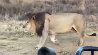 Massive lion King Dinokeng I Dominant male of Welgevonden Reserve [upl. by Regina]