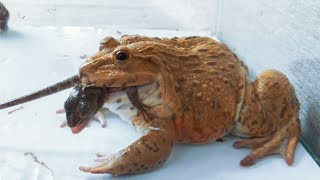 Asian Bullfrog Eating Tree Lizard Bullfrog Live Feeding [upl. by Skantze245]