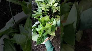 In pot Syngonium podophyllum cutting houseplants grafting garden shorts [upl. by Omari]