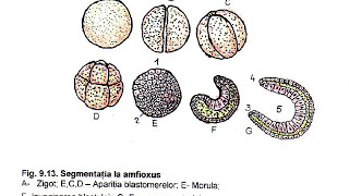 dezvoltarea ontogenetica a metazoarelor [upl. by Peirsen158]