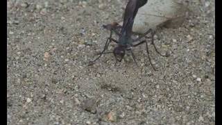 Wasp Laying Eggs in a Caterpillar [upl. by Attenaj]