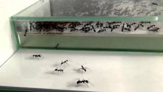 27 07 2013 Camponotus Singularis [upl. by Hackett]