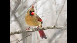 Female Cardinal at Feeder with Bird call [upl. by Iblok]