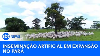 Inseminação artificial ganha espaço entre rebanhos bovinos no Pará  SBTNewsnaTV 25082023 [upl. by Solram172]