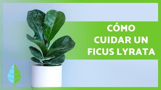 CUIDADOS del FICUS LYRATA 🌿 ¡Riego Sustrato Poda y más [upl. by Stanfill183]