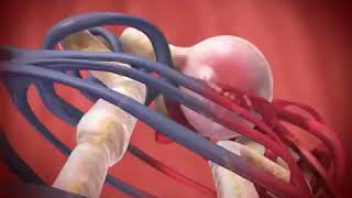 Glomerular Filtration animation [upl. by Farrah]