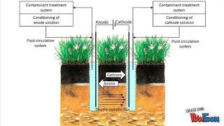 phytoremediation [upl. by Kevan]