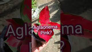 Aglaonema Pink Chinese Evergreen Plant 🤪 Indoor Plant shorts UralOrchid [upl. by Sirrot]