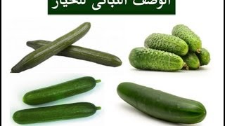 25 الوصف النباتى للخيار Cucumber Cucumis sativus  إنتاج خضر [upl. by Nisotawulo]