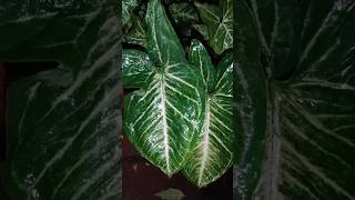 Arrowhead Plant plants [upl. by Cale210]