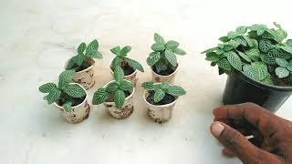 How to grow fittonia plant from cuttings best indoor plants easy to grow with growth update result [upl. by Ailegave]