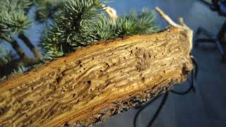 Bonsai cedrus atlantica glauca au studio botanico [upl. by Merle]