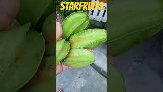 STAR FRUIT OR BALIMBING [upl. by Almallah]