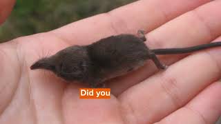 Northern Short Tailed Shrew Facts You’ll Never Forget [upl. by Sweet]