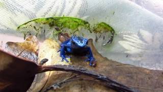 Phyllobates vittatus Dendrobates tinctorius azureus [upl. by Aztin]