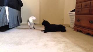 Cat Ferret play fighting [upl. by Tuesday]