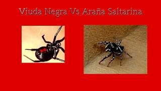 Viuda Negra Vs Araña Saltarina EL FINAL TE SORPRENDERÁ [upl. by Sally]