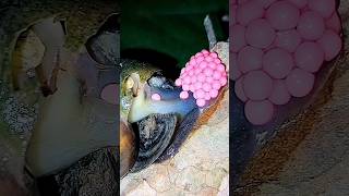 Snails Laying Eggs amazing short [upl. by Annaer881]