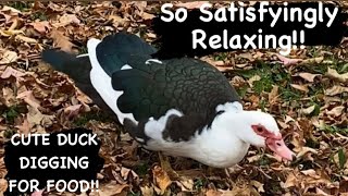 🦆 Hungry Duck Mukbang Satisfying and Relaxing Sounds of Muscovy Duck Digging for Food 🦆 [upl. by Bainbrudge]